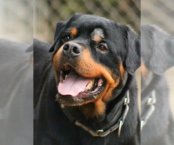 Medium Photo #2 Rottweiler-Unknown Mix Puppy For Sale in Sacramento, CA, USA