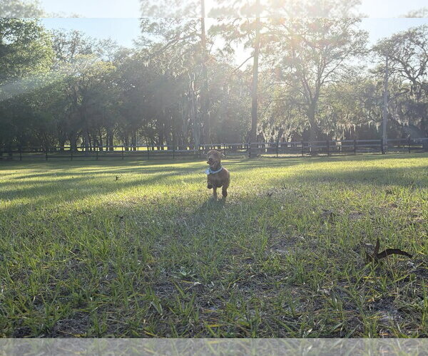 Medium Photo #5 Dachshund Puppy For Sale in Tampa, FL, USA