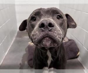 Labrador Retriever-Unknown Mix Dogs for adoption in Tavares, FL, USA