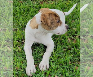 Rose - Female Mutt Dog for Adoption - Photo #24