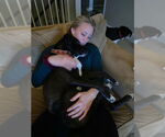 Small #7 American Pit Bull Terrier-Huskies  Mix