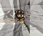 Puppy Lulu Yorkshire Terrier