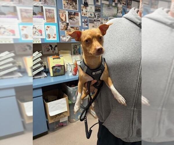 Medium Photo #1 Chihuahua-Unknown Mix Puppy For Sale in Burbank, CA, USA