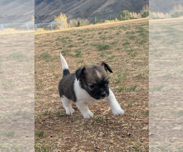 Medium Photo #5 YorkiePoo Puppy For Sale in GOLDEN, CO, USA
