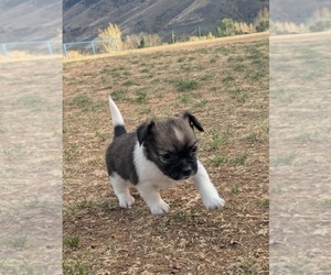 Medium YorkiePoo