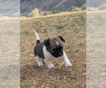 Puppy Saddleshoe YorkiePoo