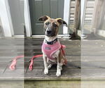 Small #4 Bulldog Mix
