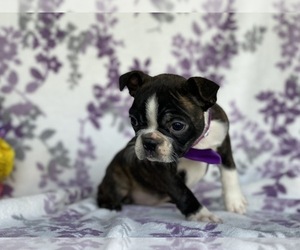 Boston Terrier Puppy for sale in LANCASTER, PA, USA