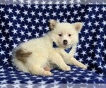 Small Photo #5 Pomeranian Puppy For Sale in KIRKWOOD, PA, USA