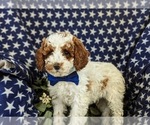 Small Photo #6 Poodle (Miniature) Puppy For Sale in NEW HOLLAND, PA, USA