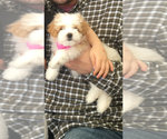 Small Photo #1 Maltipoo Puppy For Sale in ARLINGTON, TX, USA