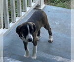 Small #2 Labrador Retriever Mix