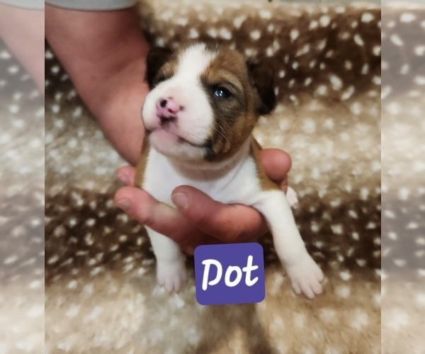 Medium Photo #6 Basenji Puppy For Sale in LOMETA, TX, USA