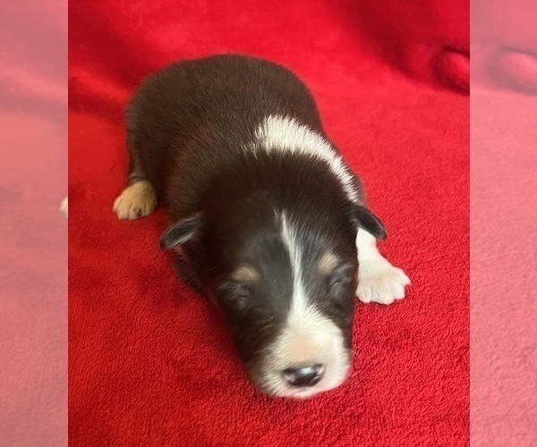Medium Photo #6 Shel-Aussie Puppy For Sale in FORT MORGAN, CO, USA