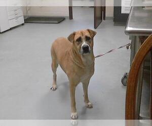 German Shepherd Dog-Unknown Mix Dogs for adoption in Fayetteville, NC, USA
