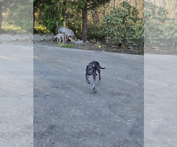 Medium Photo #2 Irish Wolfhound Puppy For Sale in AMBOY, WA, USA