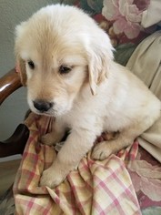 Golden Retriever Puppy for sale in PALMDALE, CA, USA