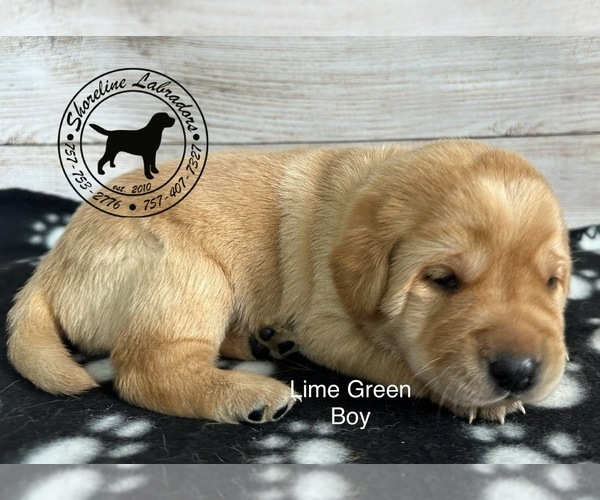 Medium Photo #1 Labrador Retriever Puppy For Sale in MOYOCK, NC, USA