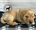 Small Photo #1 Labrador Retriever Puppy For Sale in MOYOCK, NC, USA
