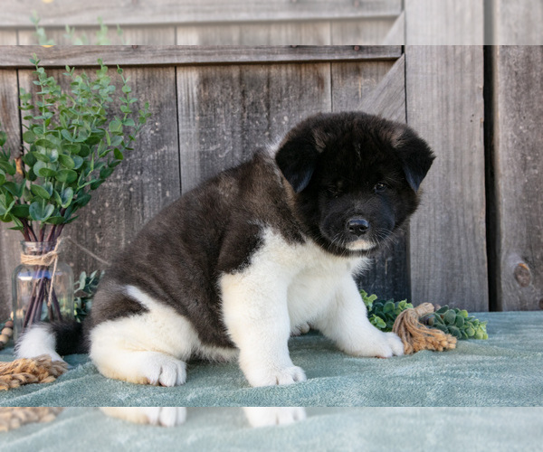 Medium Photo #3 Akita Puppy For Sale in MILLERSBURG, OH, USA