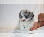 Small #5 ShihPoo