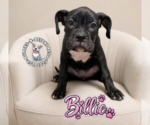 Boxer-Unknown Mix Dogs for adoption in Omaha, NE, USA