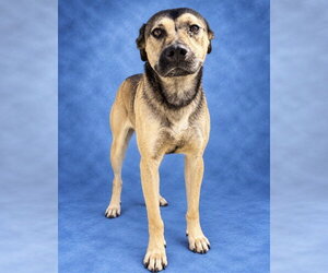 German Shepherd Dog-Unknown Mix Dogs for adoption in Fayetteville, NC, USA