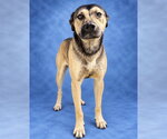 FREDDIE MERCURY - Male German Shepherd Dog-Unknown Mix Dog for Adoption - Small photo