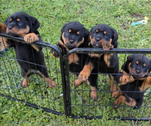 Rottweiler Puppy for sale in HEMINGWAY, SC, USA