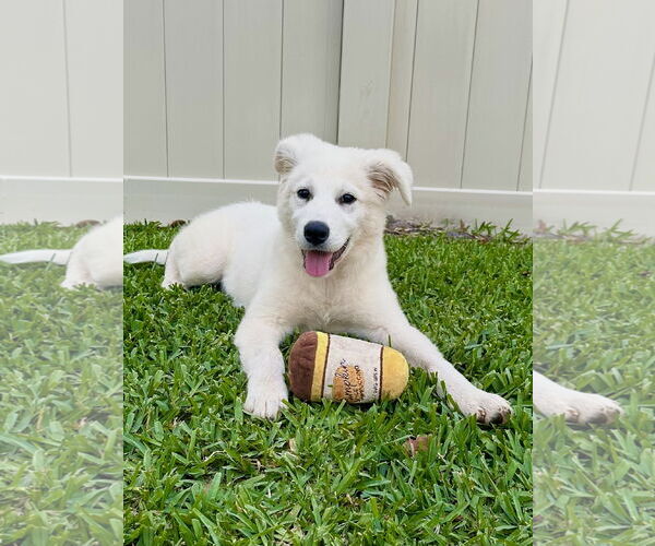 Medium Photo #1 Great Pyrenees Puppy For Sale in Valrico, FL, USA