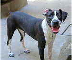 Small #1 Boston Terrier-Boxer Mix