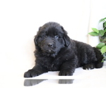 Small Photo #4 Newfoundland Puppy For Sale in SHILOH, OH, USA