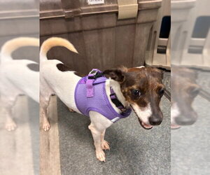 Reba - Female Chihuahua-Unknown Mix Dog for Adoption - Photo #2