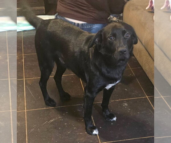 Medium Photo #3 Labrador Retriever-Unknown Mix Puppy For Sale in Alexander, AR, USA