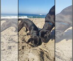 Small Photo #9 Labrador Retriever-Unknown Mix Puppy For Sale in San Diego, CA, USA