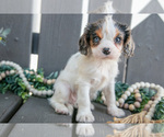 Small #4 Cavalier King Charles Spaniel