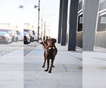 Small #5 Australian Shepherd Mix