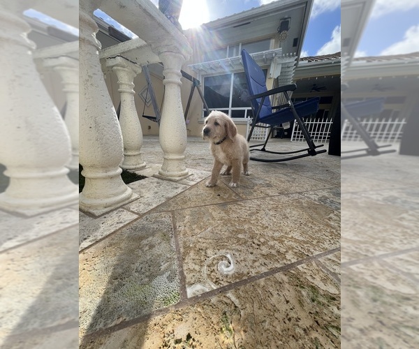 Medium Photo #49 Labradoodle Puppy For Sale in FORT LAUDERDALE, FL, USA