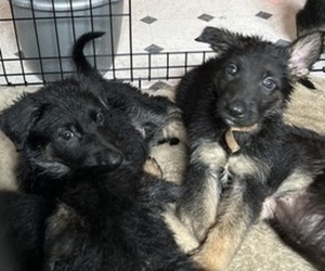 German Shepherd Dog Puppy for sale in SOMERSET, OH, USA