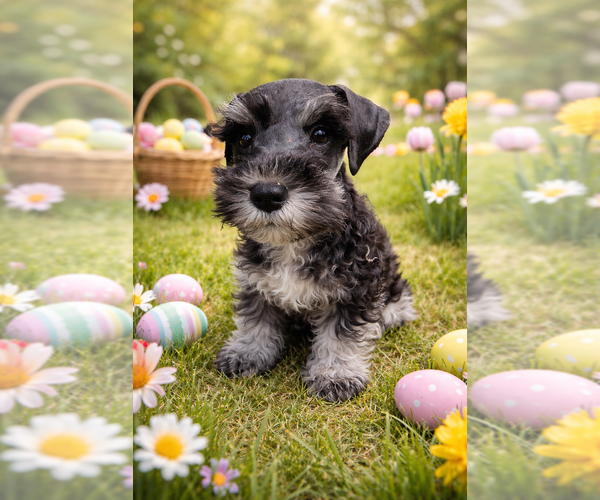 Medium Photo #3 Schnauzer (Miniature) Puppy For Sale in CONVERSE, TX, USA