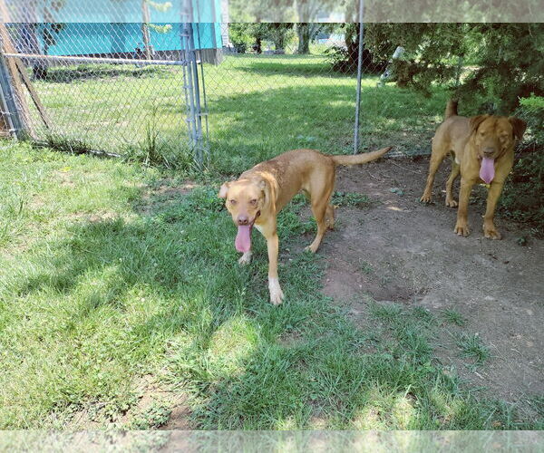 Medium Photo #13 Labrador Retriever-Red Heeler Mix Puppy For Sale in Stover, MO, USA
