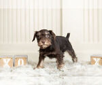 Small #5 Schnauzer (Miniature)