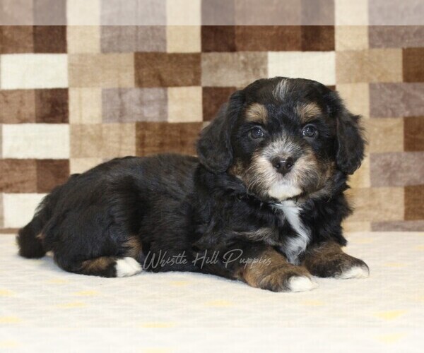 Medium Photo #2 Bernedoodle (Miniature) Puppy For Sale in DENVER, PA, USA