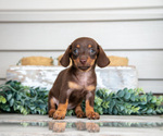 Small #1 Dachshund