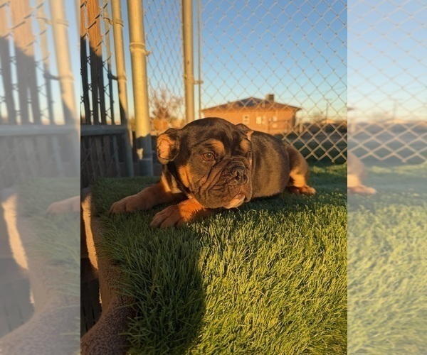 Medium Photo #10 English Bulldog Puppy For Sale in WEST HOLLYWOOD, CA, USA