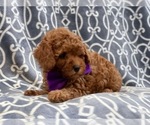 Small Photo #10 Poodle (Toy) Puppy For Sale in LAKELAND, FL, USA