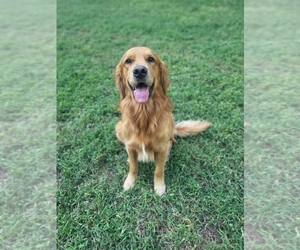Father of the Golden Retriever puppies born on 04/17/2025