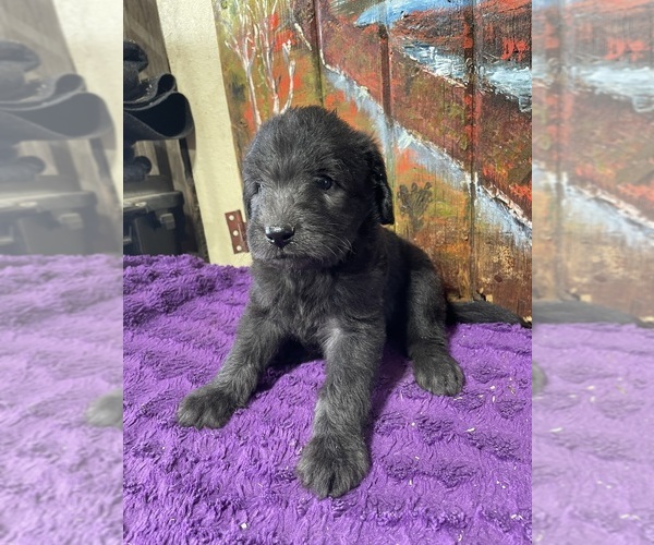 Medium Photo #17 Labradoodle Puppy For Sale in CRAIG, NE, USA