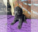 Small Photo #17 Labradoodle Puppy For Sale in CRAIG, NE, USA