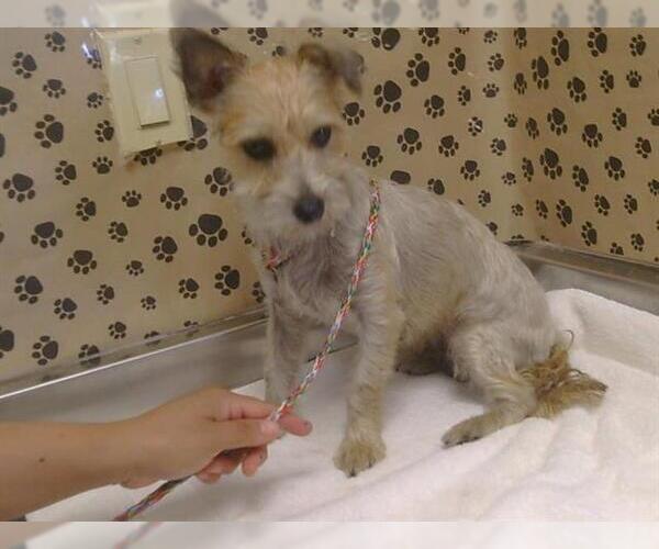 Medium Photo #1 Cairn Terrier-Unknown Mix Puppy For Sale in Sacramento, CA, USA